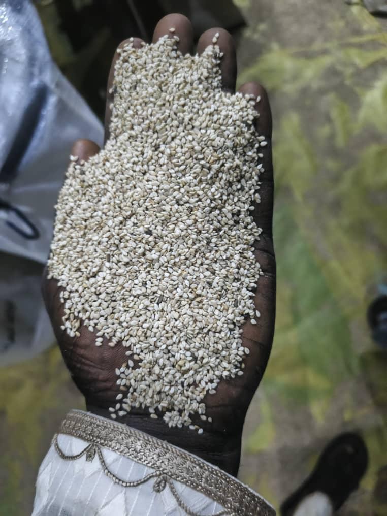 White sesame seeds inspected by hand
